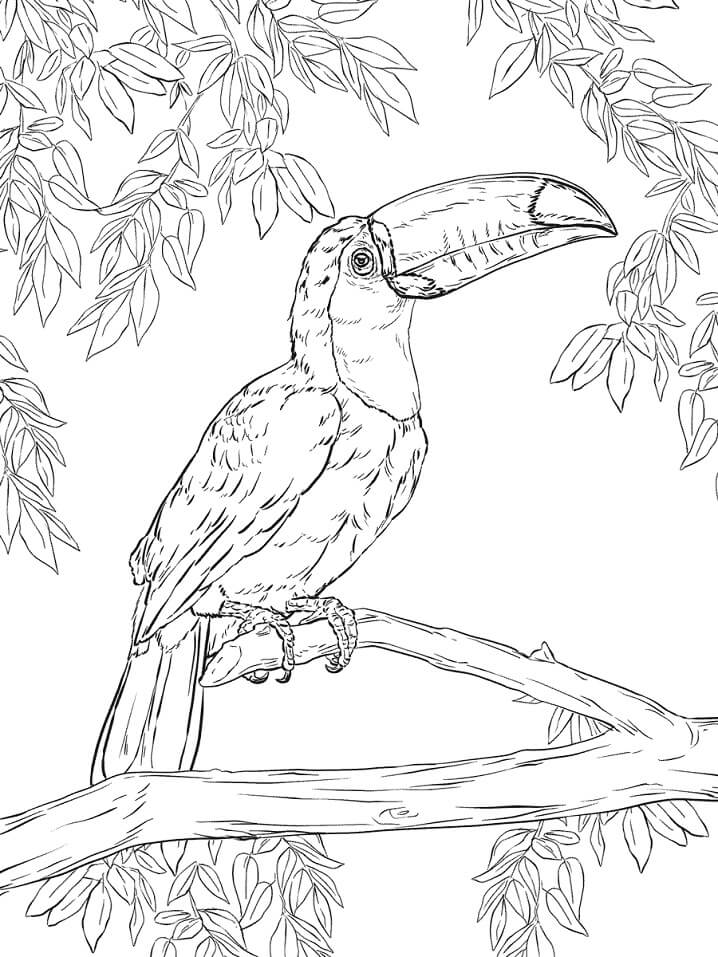 Toco Toucan 1 Coloring Page