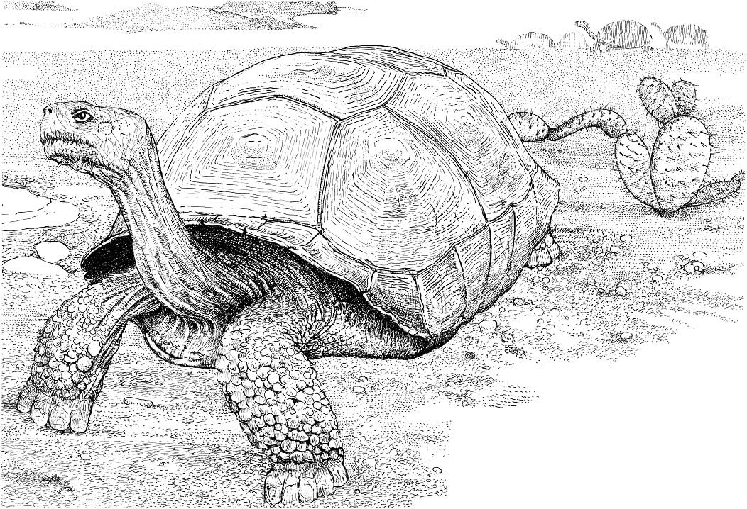 Tortoise in a Desert Coloring Page