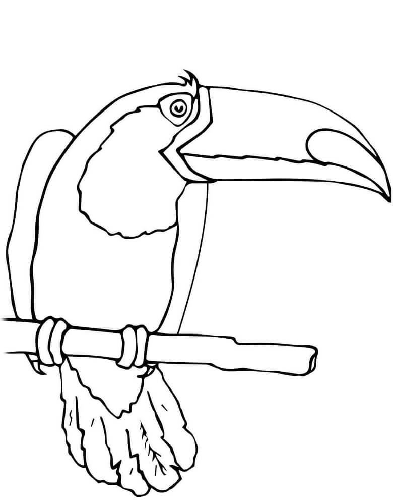 Toucan Bird 1 Coloring Page