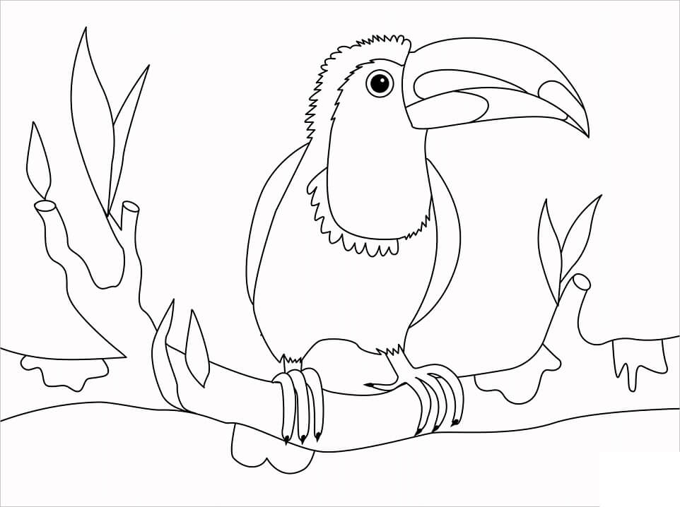Toucan Bird on a Branch Coloring Page