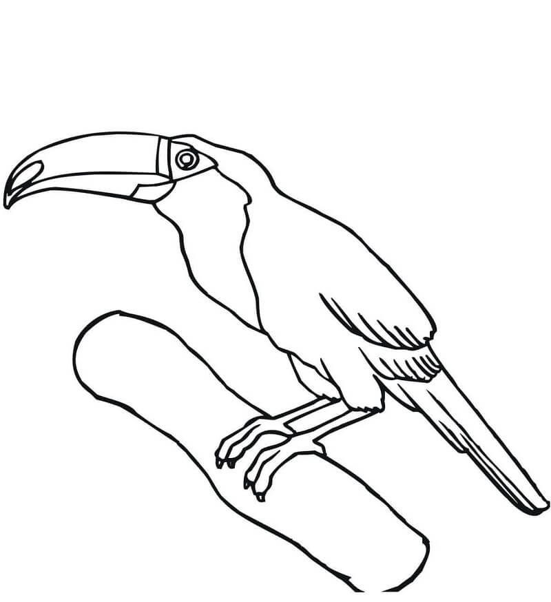 Toucan on a Branch 1 Coloring Page