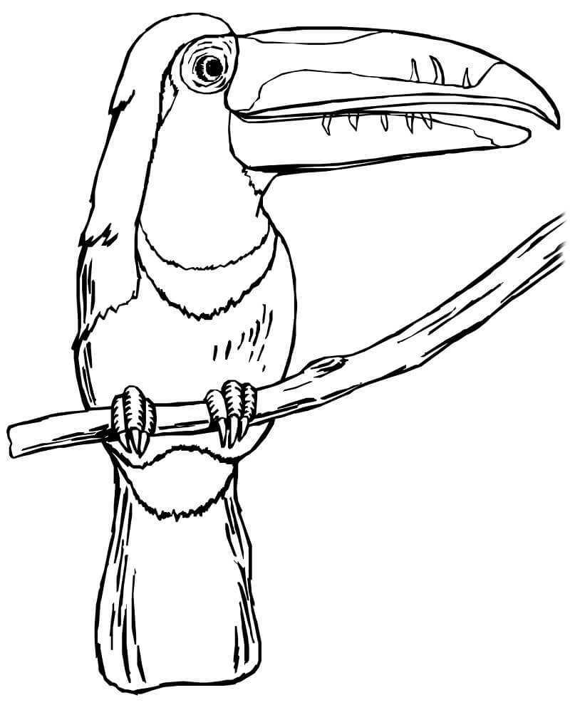 Toucan on a Branch Coloring Page