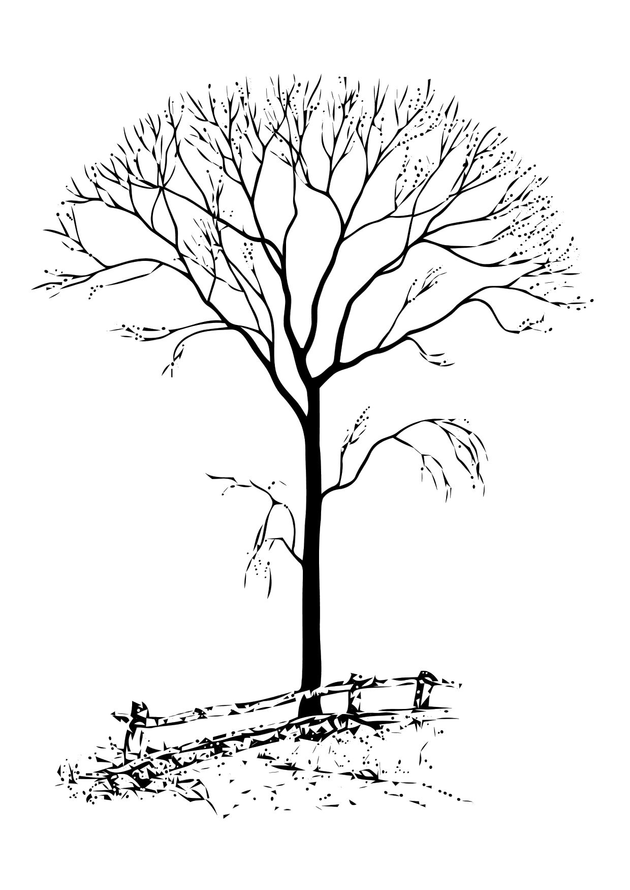 Tree Without Leaves