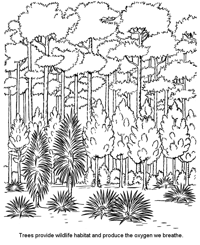 Trees Are Habitat In The Forest Coloring