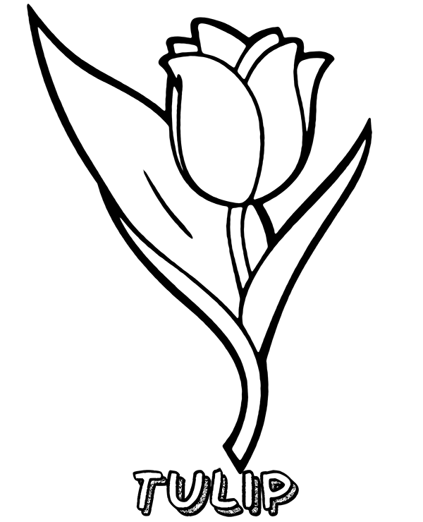 Tulip Flower Printable Coloring Page