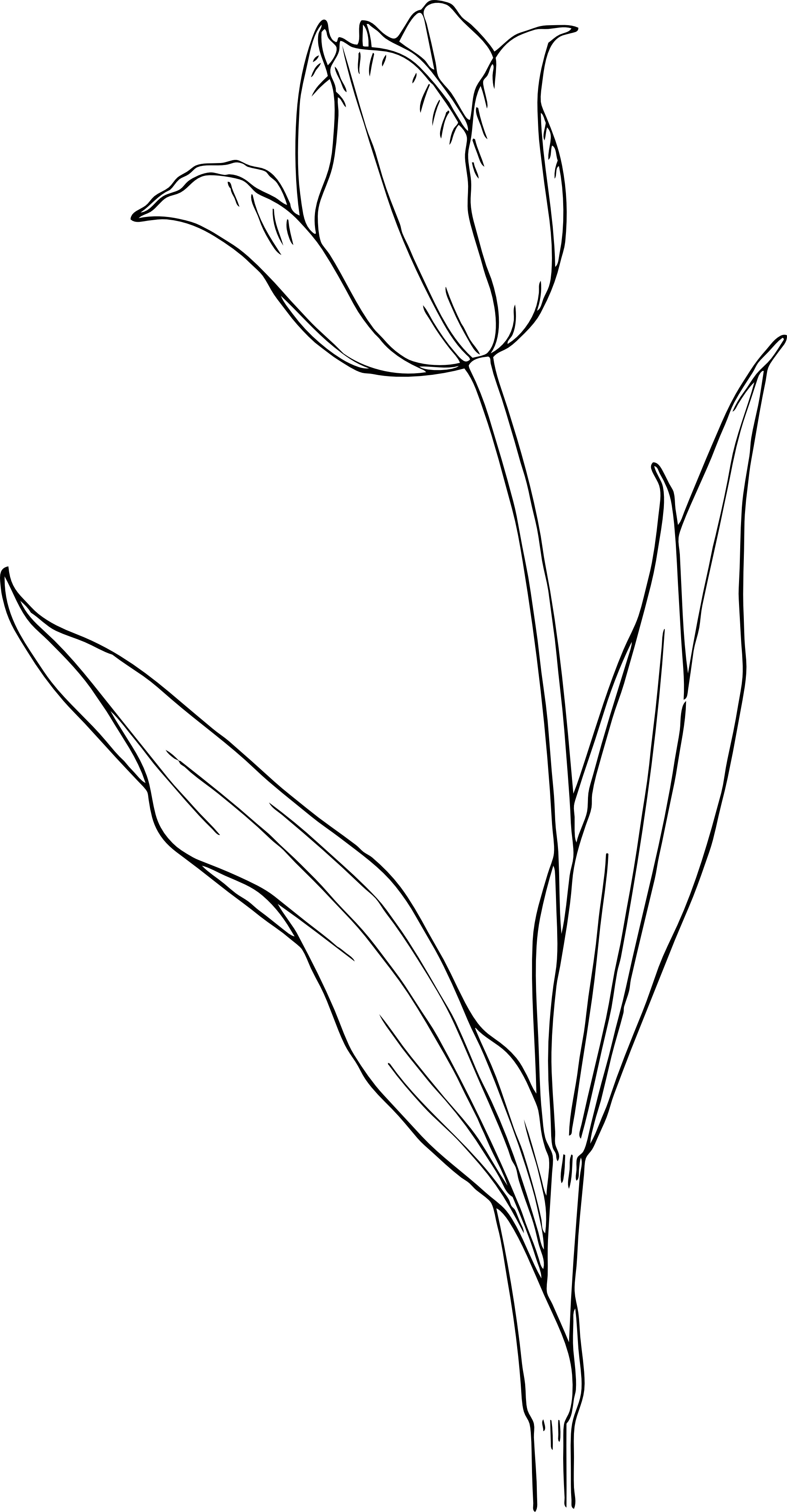 Tulip Flowers Coloring Page