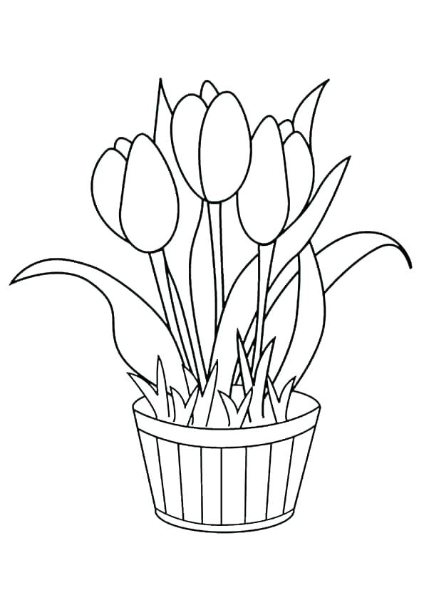 Tulips Flower Pots Coloring Page