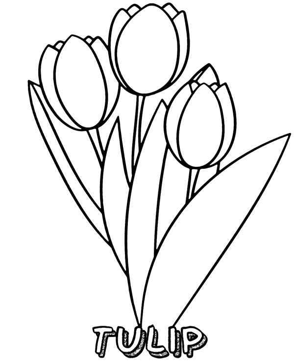 Tulips Flower Printable Coloring Page