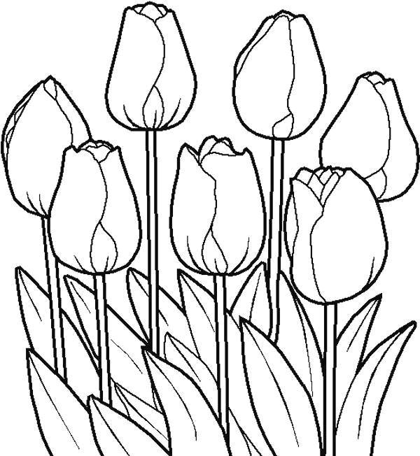 Tulips Flowers Real Coloring Page