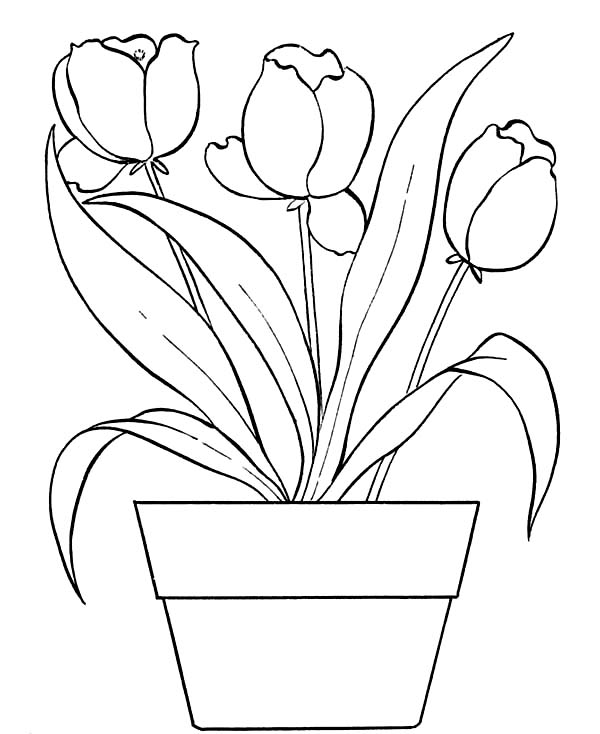 Tulips In Flower Pot Coloring Page