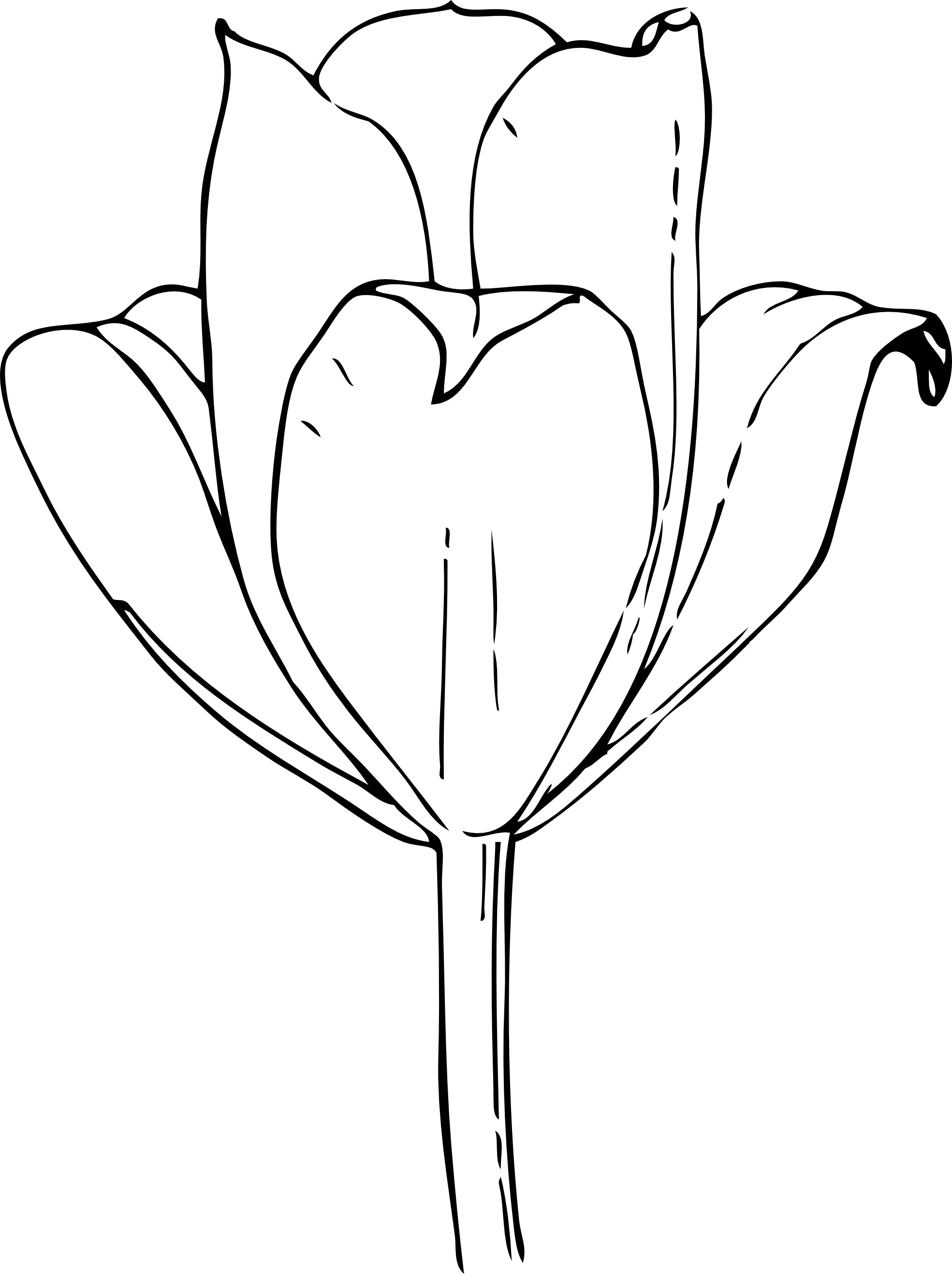 Tulips Pictures Coloring Page