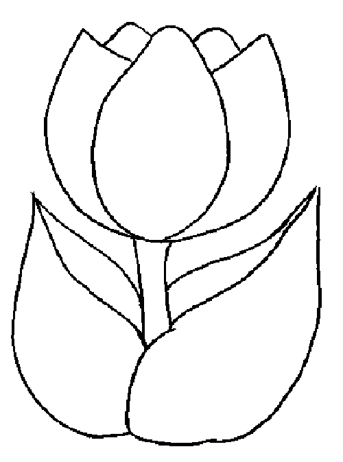Tulips To Print Coloring Page