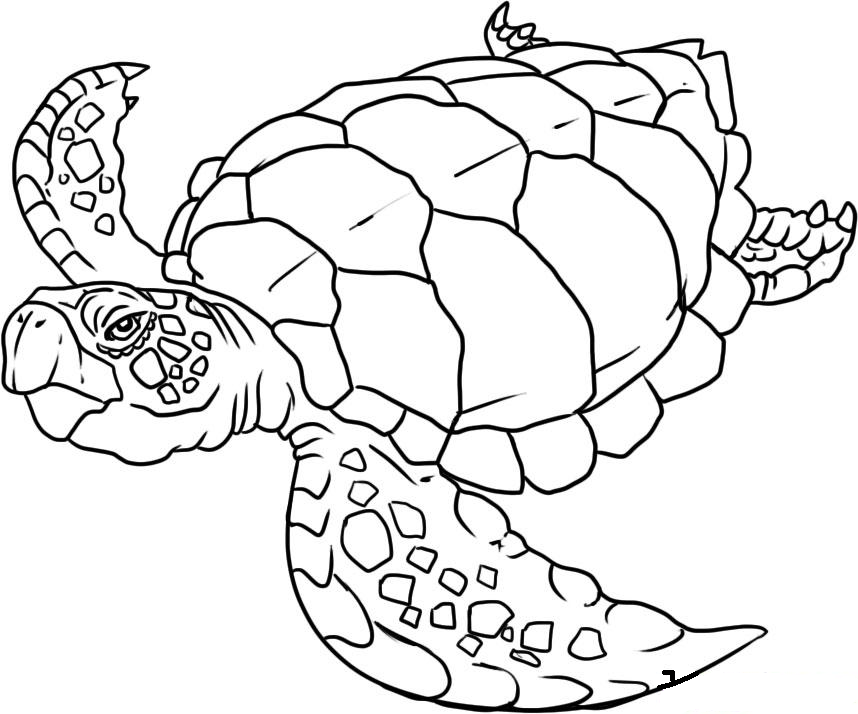 Turtle S Of Sea Animalsc3ed Coloring Page