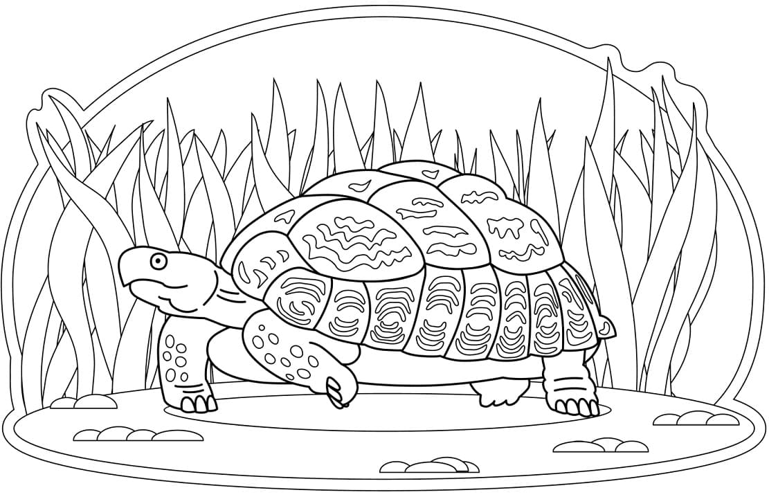 Turtle Walks coloring page Coloring Page