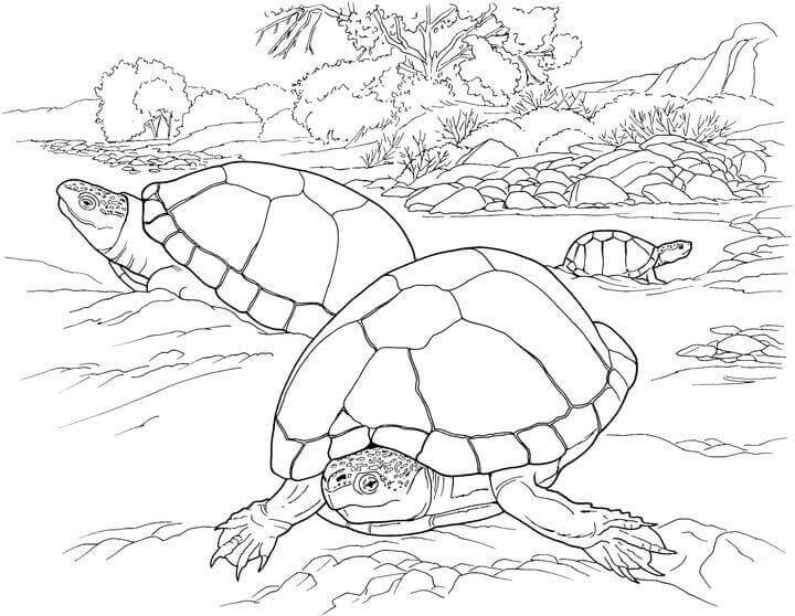 Turtles In The Desert Coloring Page