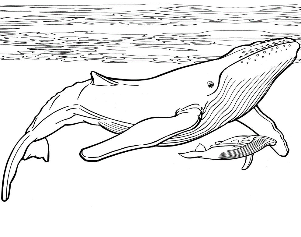 Two Blue Whales Coloring Page