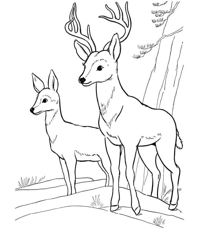 Two Deers Coloring Page