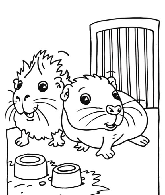 Two Guinea Pigs Coloring Page