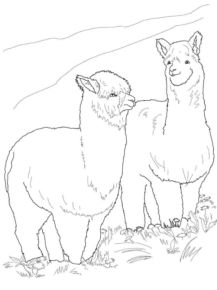 Two Hairy Alpacas Coloring Page