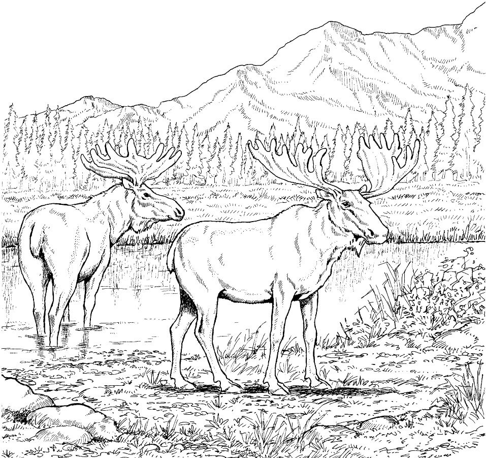 Two Moose Coloring Page