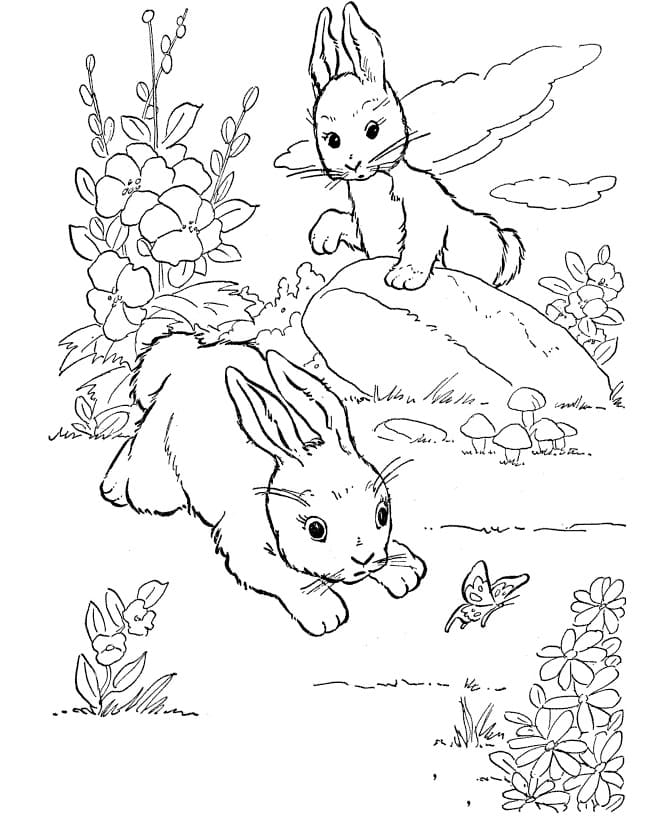 Two Rabbits on Ground