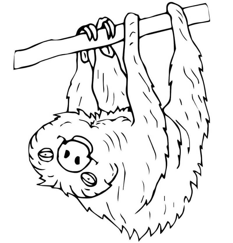 Two Toed Sloth Coloring Page