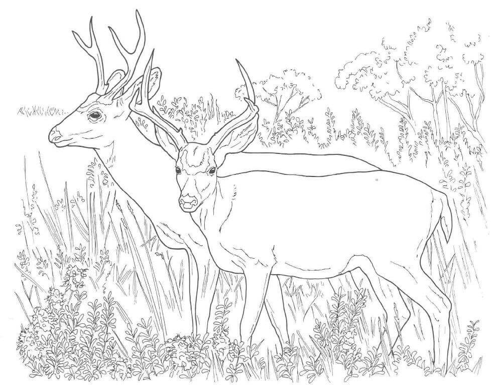 Two White Tailed Deers Coloring Page