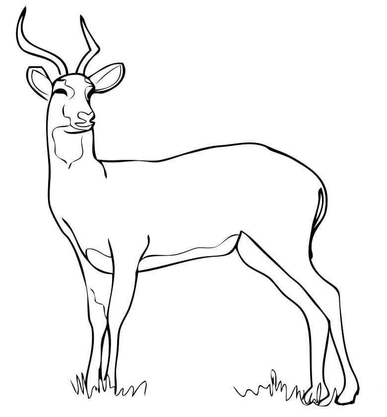 Uganda Kob Antelope