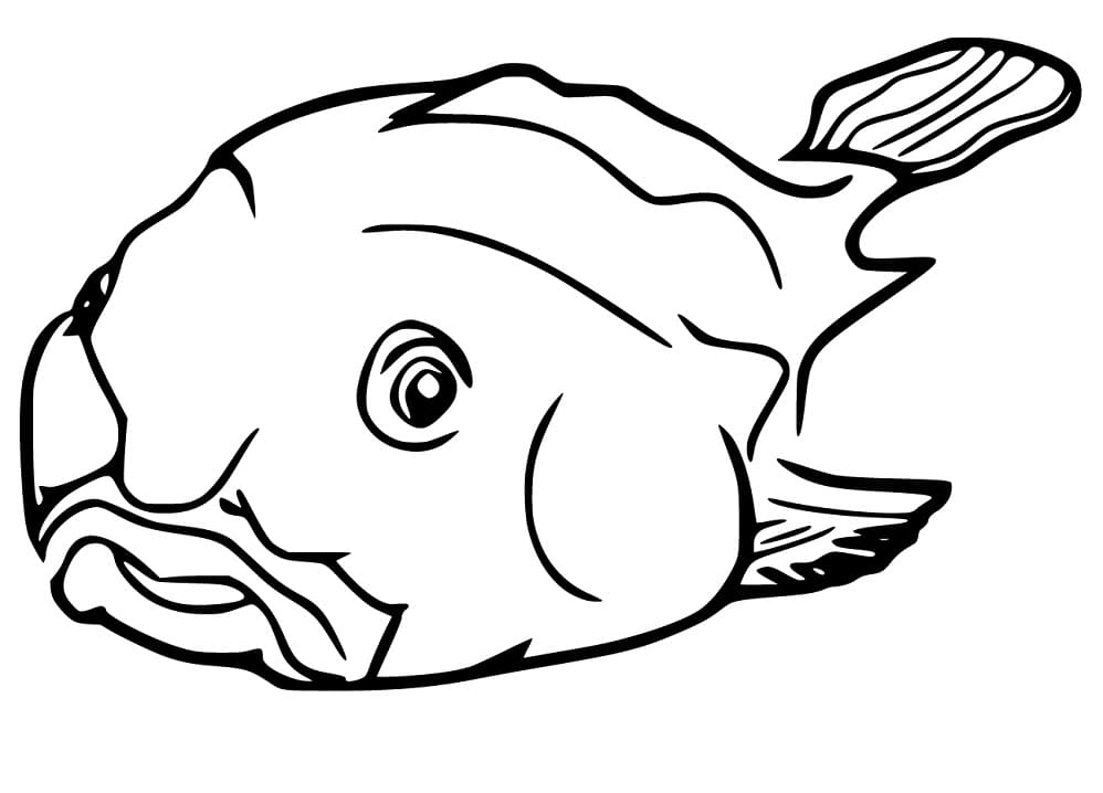 Ugly Blobfish