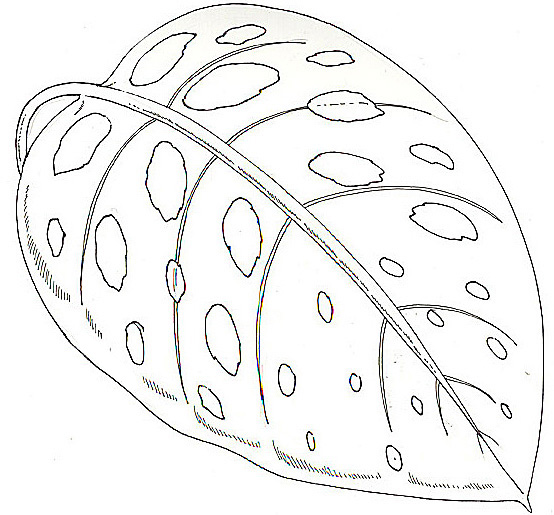 Umbrella Mural Coloring Big Spotted Leaf For Frogs Reverse By Jan Brett Coloring Page
