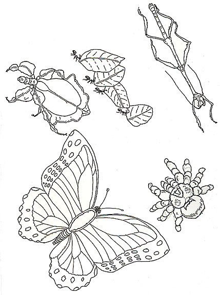 Umbrella Mural Coloring Insects By Jan Brett Coloring Page