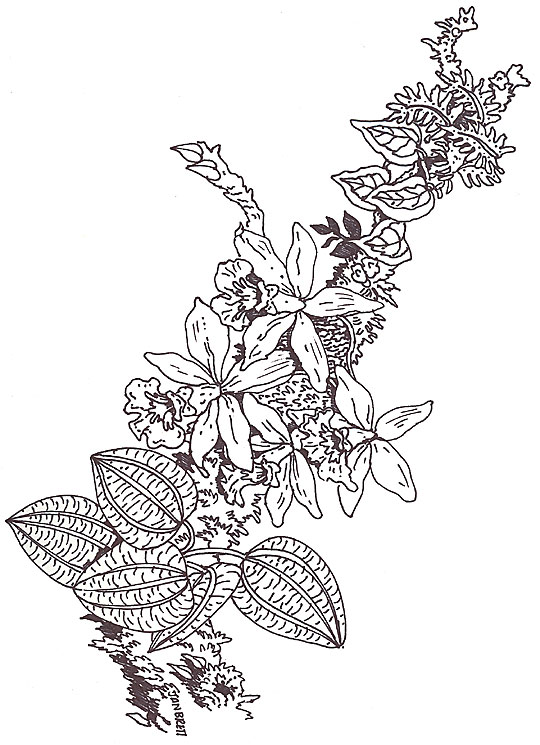 Umbrella Mural Coloring Orchid Branch Segment By Jan Brett Coloring Page