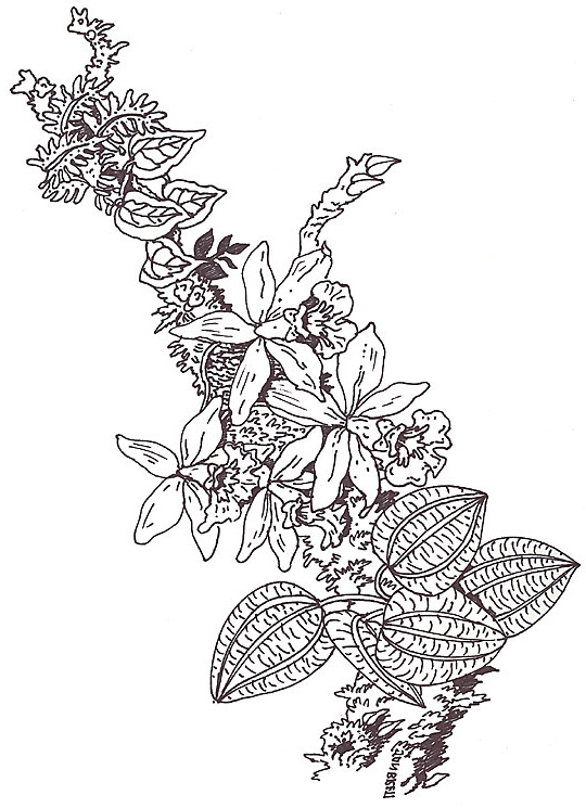 Umbrella Mural Coloring Orchid Branch Segment Reverse By Jan Brett Coloring Page
