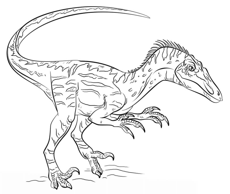 Velociraptor 4 Coloring Page