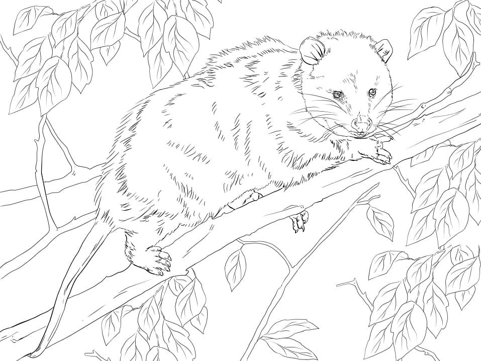 Virginia Opossum on a Branch