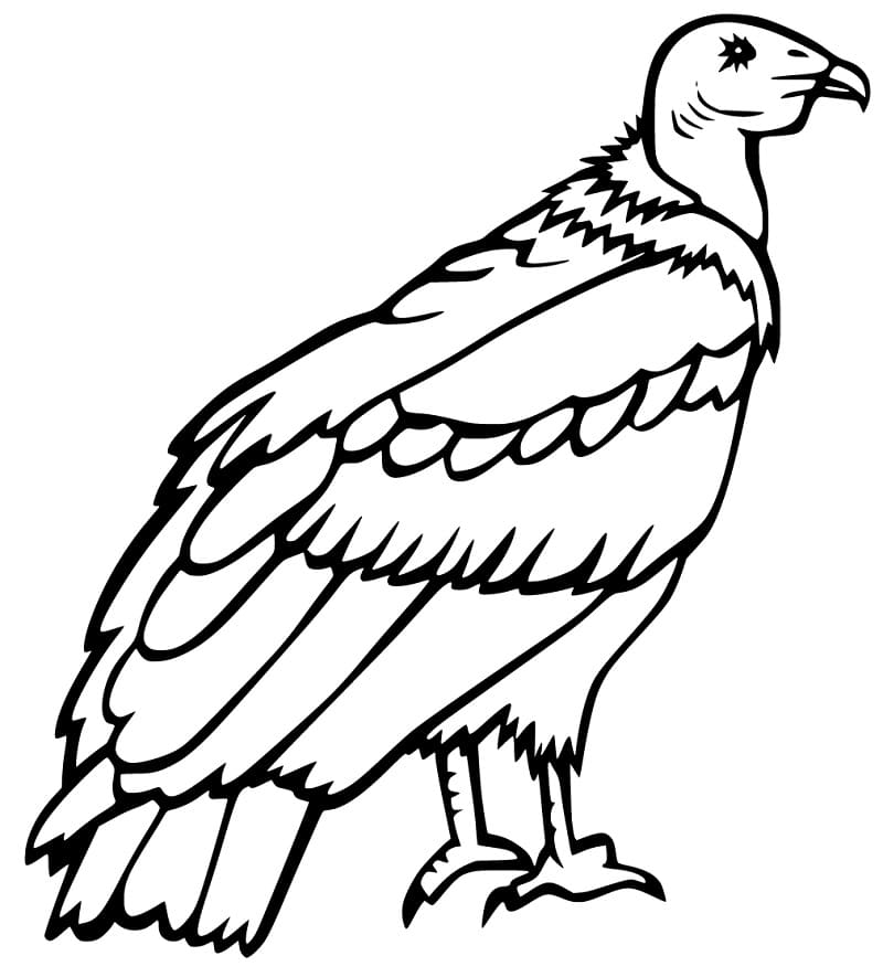 Vulture 7