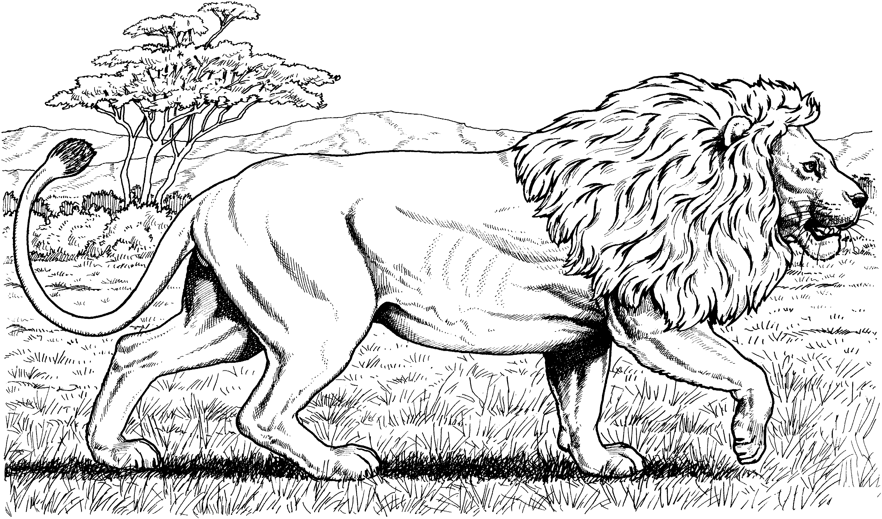 Walking African Lion Hard Adult Coloring Page