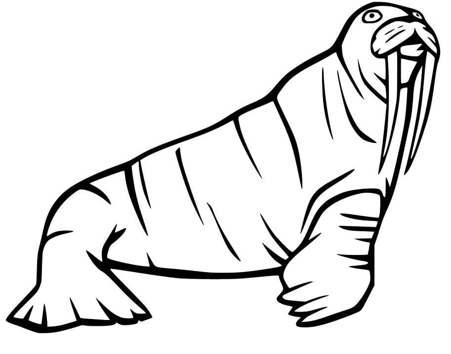 Walrus 10 Coloring Page