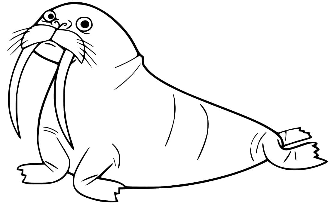 Walrus 12 Coloring Page