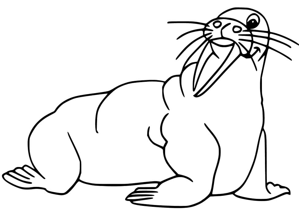 Walrus 14 Coloring Page