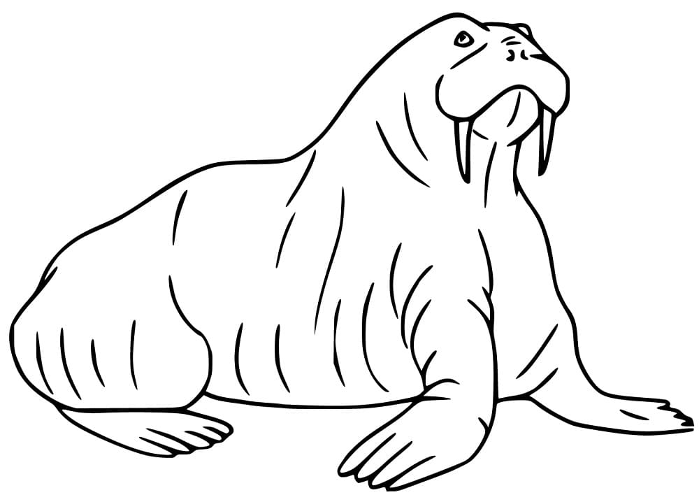 Walrus 15 Coloring Page
