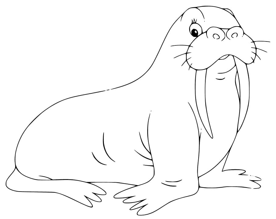 Walrus 17 Coloring Page