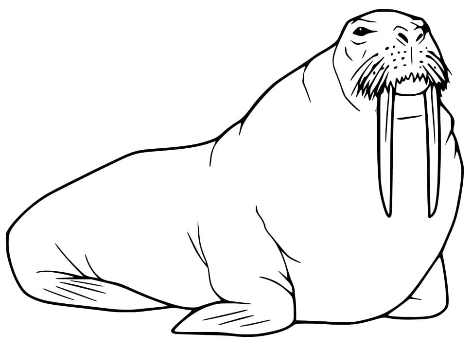 Walrus 19 Coloring Page