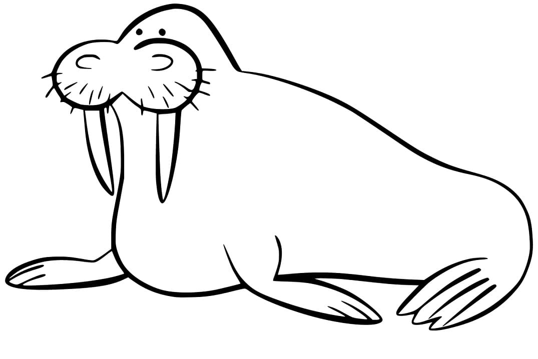 Walrus 2 Coloring Page