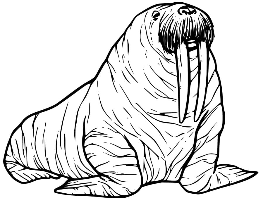 Walrus 20 Coloring Page