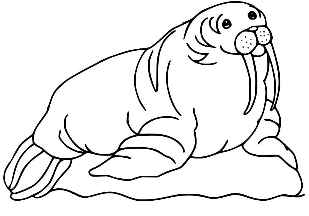 Walrus 21 Coloring Page