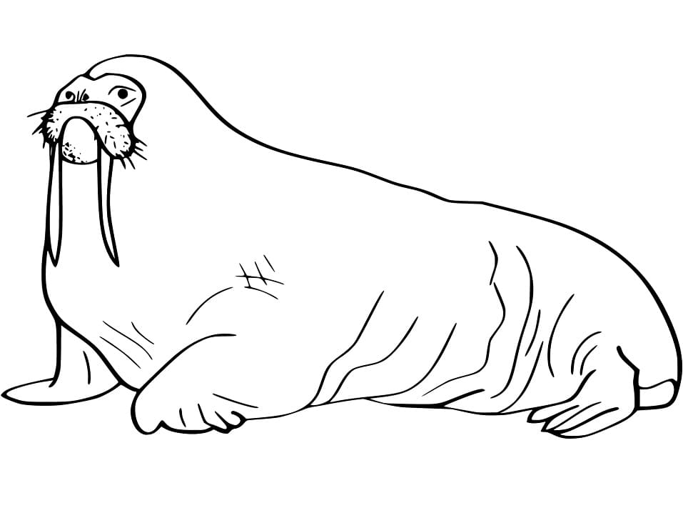 Walrus 22 Coloring Page