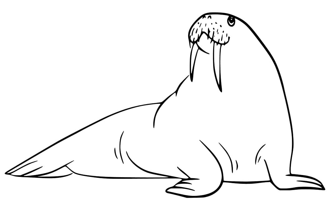 Walrus 4 Coloring Page
