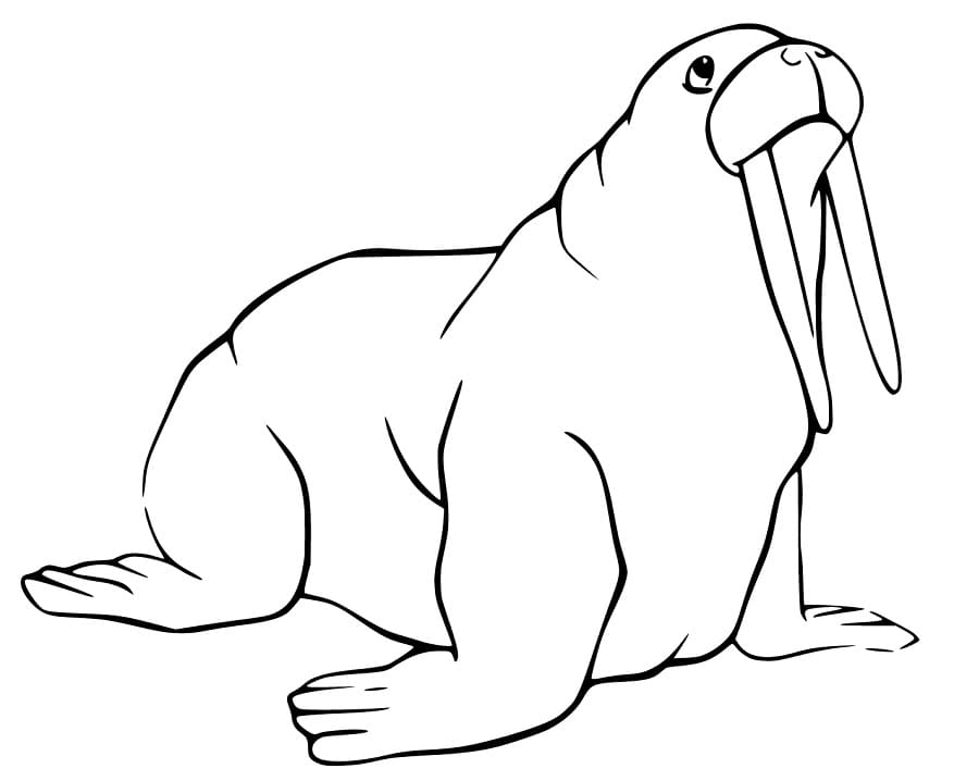 Walrus 7 Coloring Page