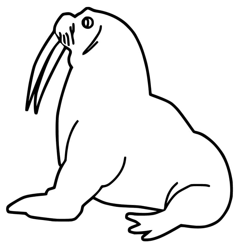 Walrus Printable Coloring Page